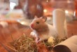 Hamsterkäfig einrichten – Die richtige Hamsterkäfig Einrichtung macht den Unterschied!