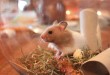 Hamsterkäfige kaufen – Darauf müssen Sie achten